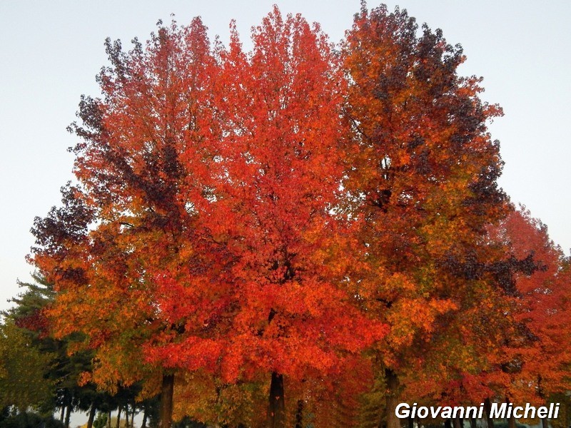 ...Autunno sul Ticino...